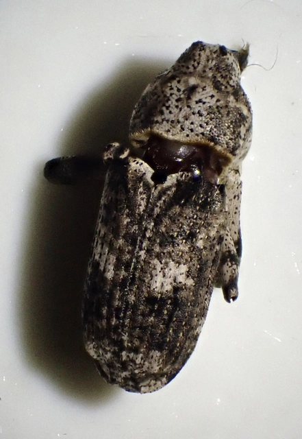 Gasterocercus depressirostris - laposorrú ormányos