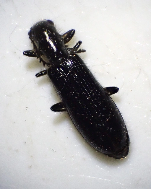 Tillus elongatus - fekete szúfarkas