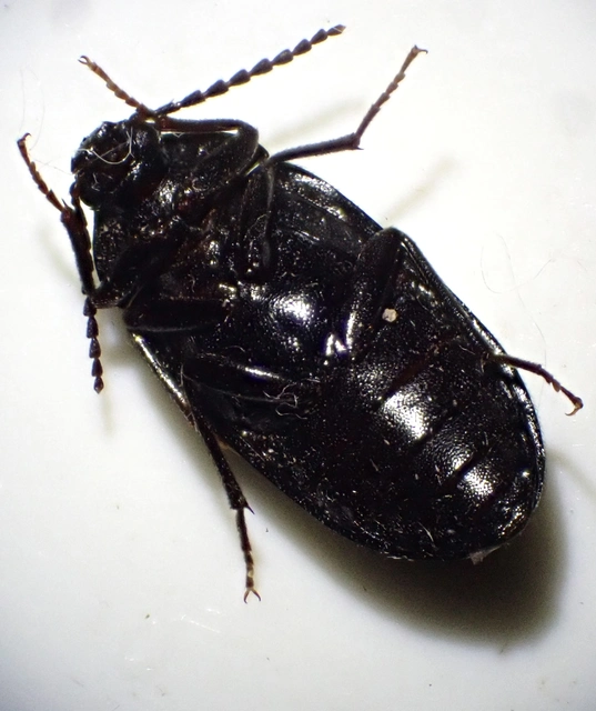 Prionychus melanarius - komor alkonybogár