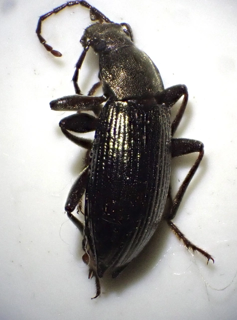 Stenomax aeneus - bronzos gyászbogár