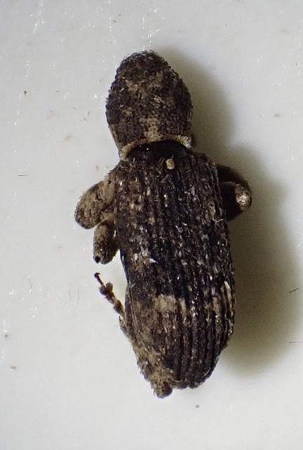 Camptorhinus simplex - sima holttettetős-ormányos