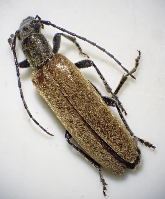 Sparedrus testaceus - szőrös álcincér