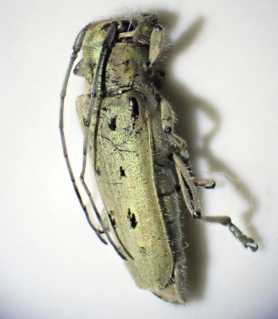 Saperda octopunctata - nyolcpontos cincér