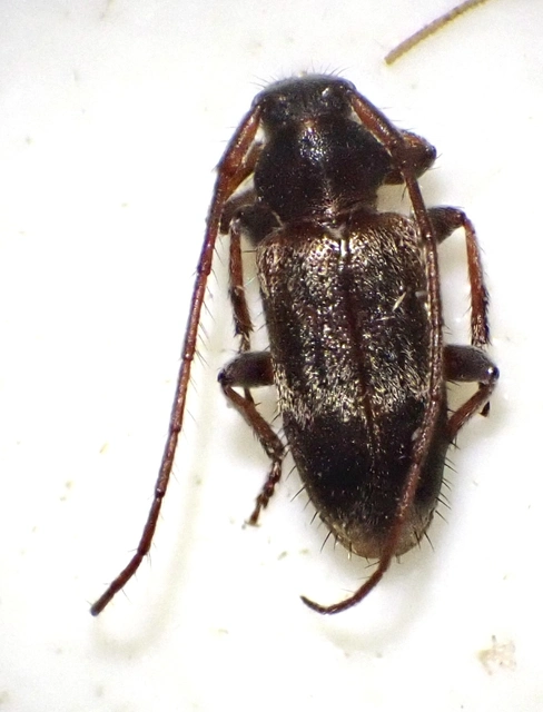 Exocentrus lusitanus - hársfa-rőzsecincér