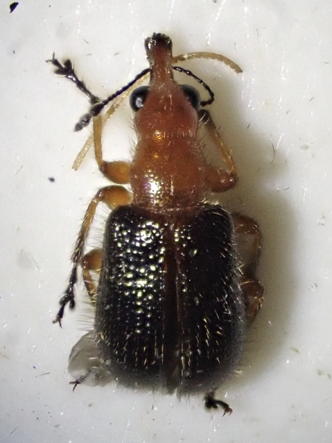 Lasiorhynchites praeustus - vörös eszelény