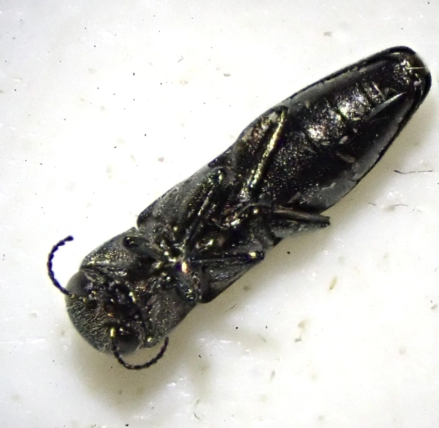 Agrilus