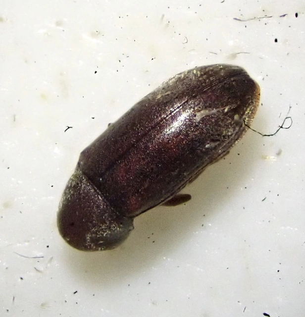 Ptinidae - tolvajbogarak