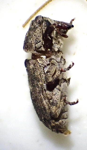 Gasterocercus depressirostris - laposorrú ormányos