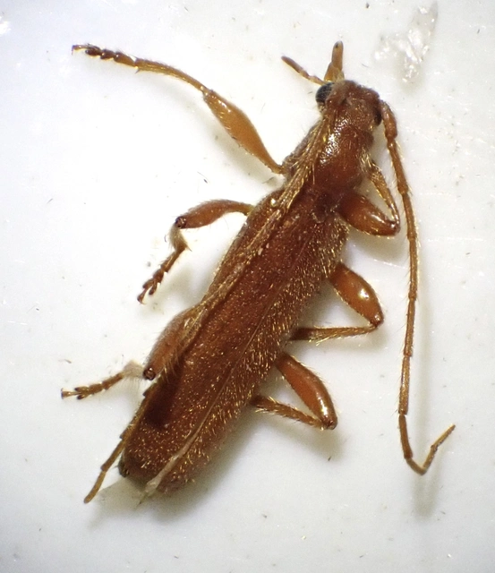 Axinopalpis gracilis - kecses selymescincér
