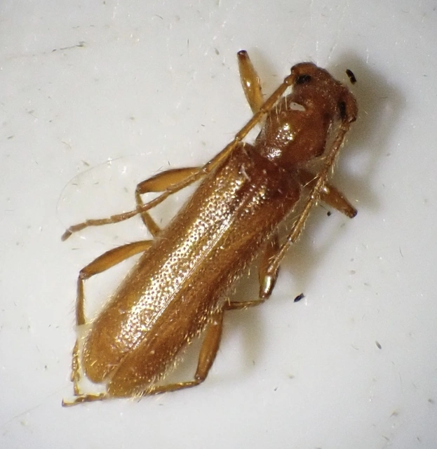 Axinopalpis gracilis - kecses selymescincér