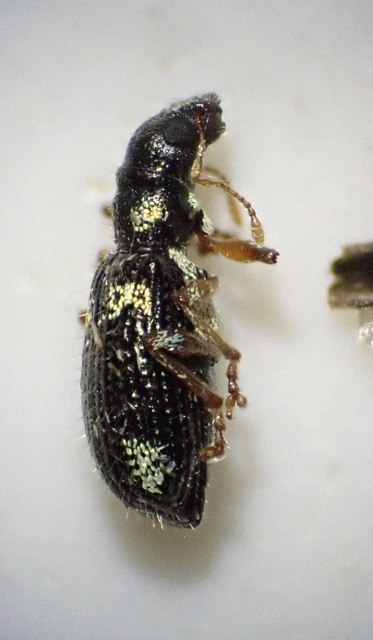 Polydrusus viridicinctus - zöldöves lombormányos