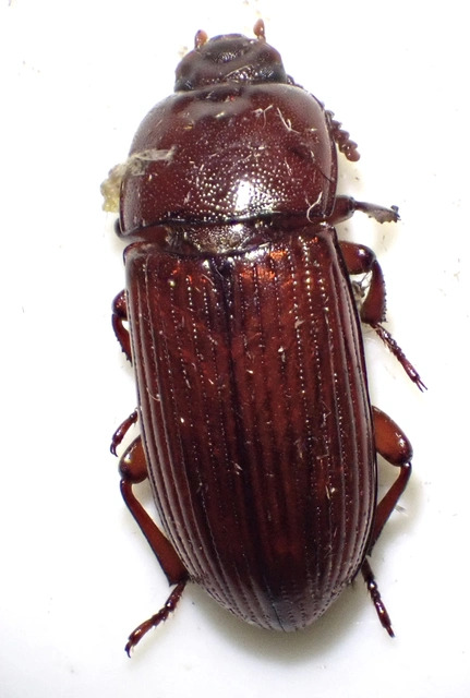 Uloma culinaris - nagy rágványbogár