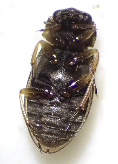 Helophoridae - vésettcsiborfélék Helophoridae - vésettcsiborfélék