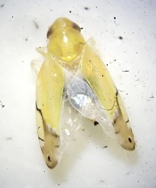 Eurhadina