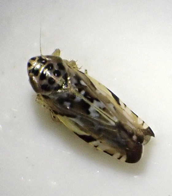 Metalimnus formosus