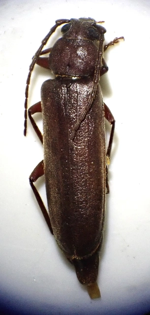 Arhopalus rusticus - gödrösnyakú cincér