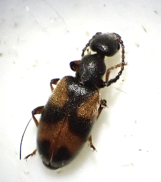 Anthicus antherinus - közönséges fürgebogár