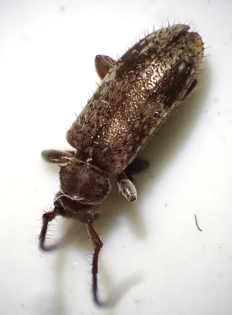 Exocentrus adspersus - tölgyfa-rőzsecincér
