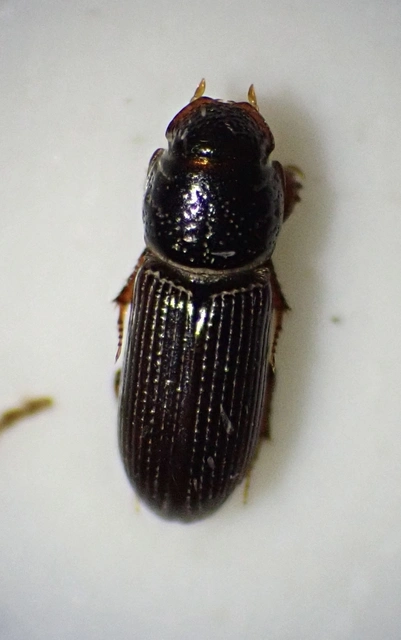 Pleurophorus caesus - hengeres trágyabogár