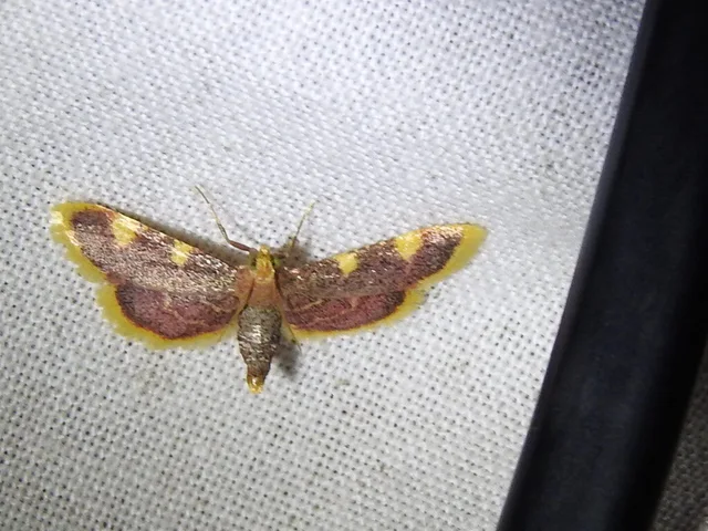 Hypsopygia costalis - szénailonca