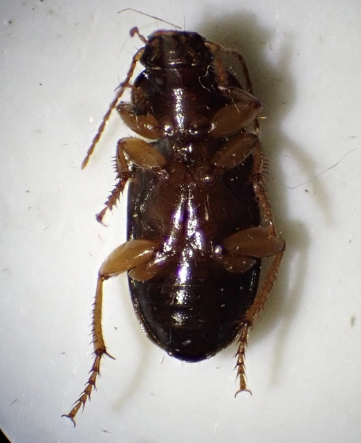 Ophonus azureus - azúrkék bársonyfutó