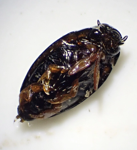 Gyrinidae - keringőbogárfélék