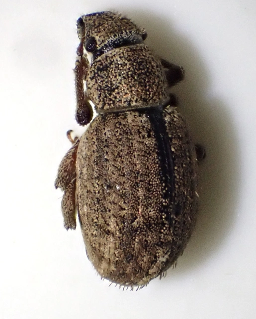 Strophosoma melanogrammum - feketejegyes ormányos