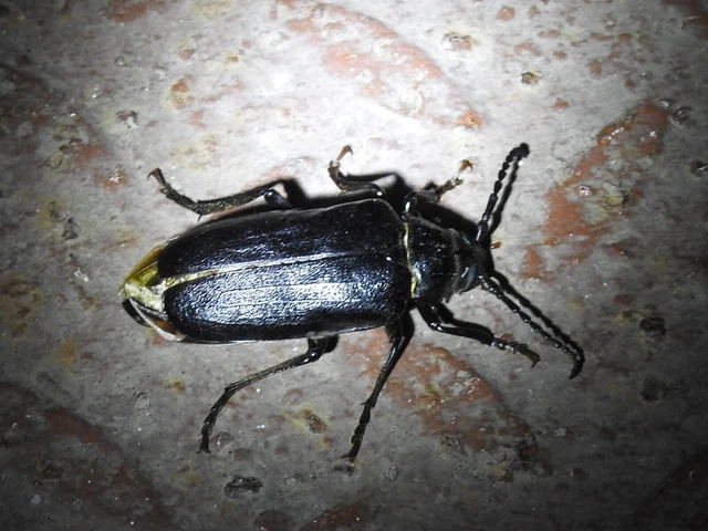 Prionus coriarius - csőszcincér
