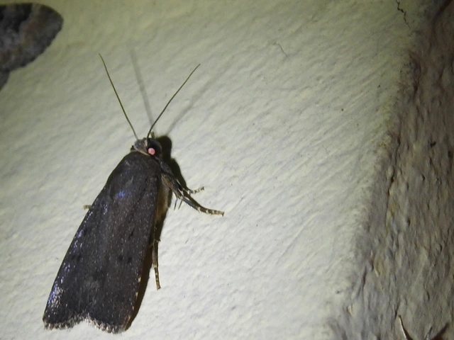 Amphipyra tragopoginis - bakszakállbagoly