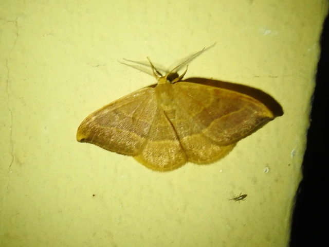 Watsonalla cultraria - bükkfa-sarlósszövő