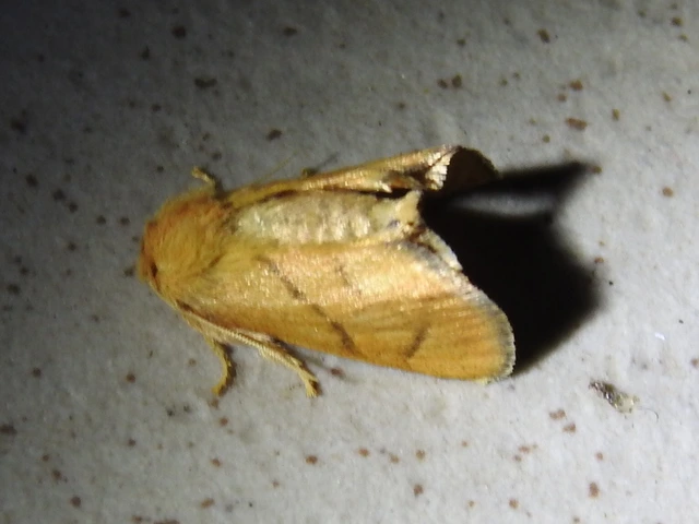 Apoda limacodes - kagylólepke