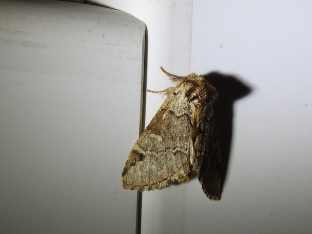 Drymonia obliterata - feketefoltos púposszövő