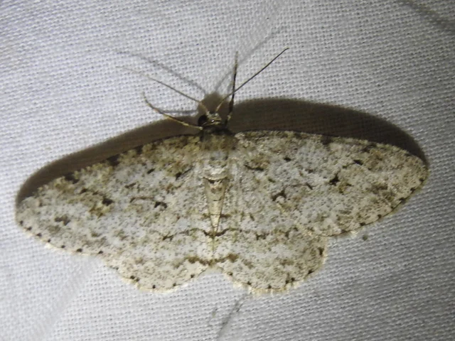 avararaszoló - Ectropis crepuscularia