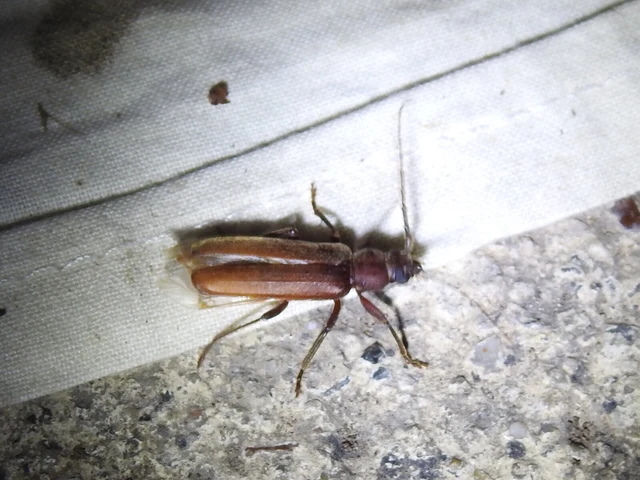 Arhopalus rusticus - gödrösnyakú cincér
