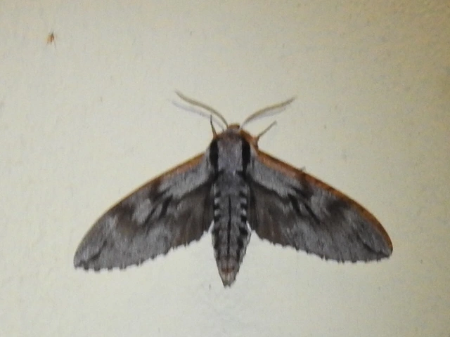 Hyloicus pinastri - fenyőszender