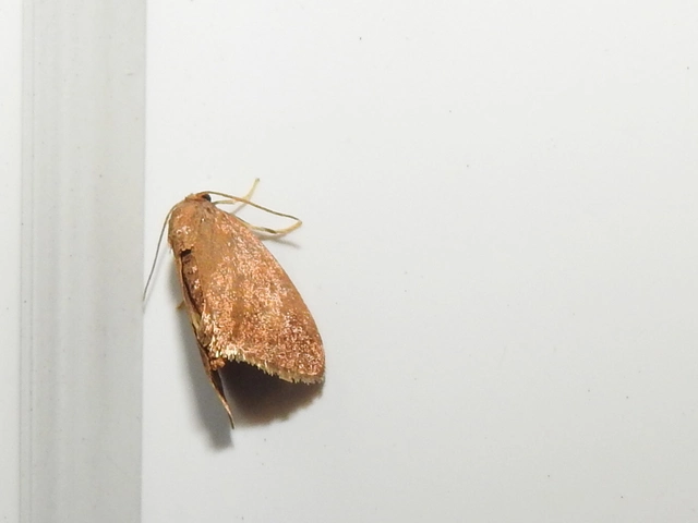 Heterogenea asella - csigalepke