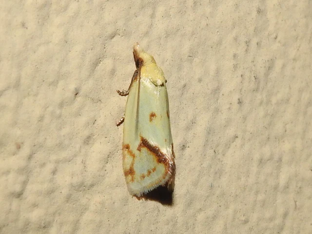 Agapeta hamana - közönséges sárgamoly