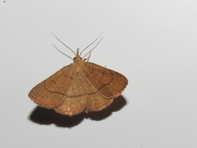 Paracolax tristalis - sárgás karcsúbagoly