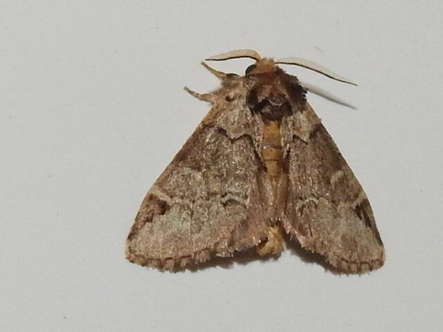 Drymonia obliterata - feketefoltos púposszövő