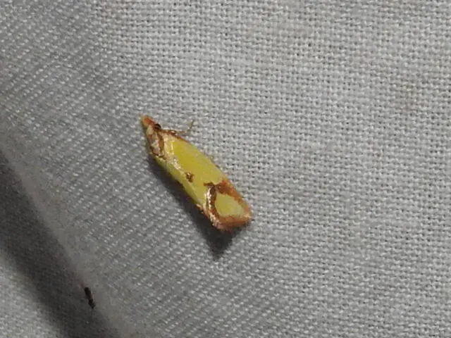 barnacsíkos sárgamoly - Agapeta zoegana