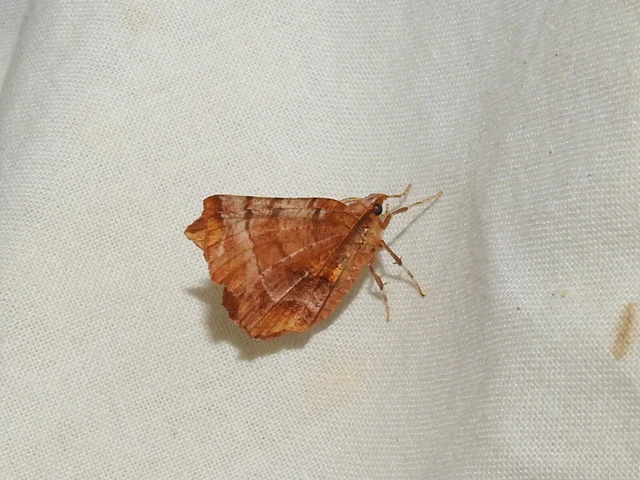Selenia dentaria - kétfoltos holdasaraszoló