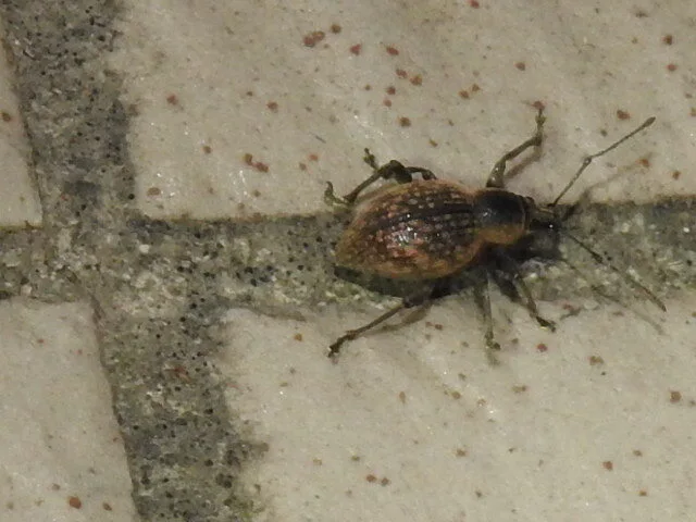 Otiorhynchus multipunctatus - sokpontos gyalogormányos