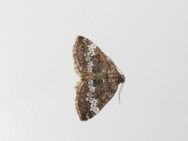 Perizoma alchemillata - árvacsalán-araszoló