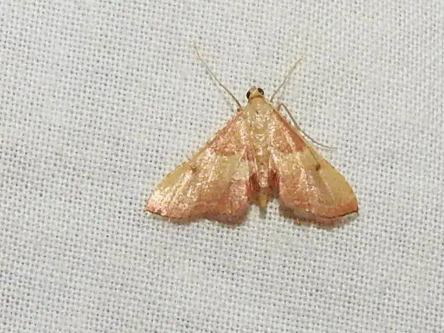 Endotricha flammealis - tüzesszárnyú fényilonca