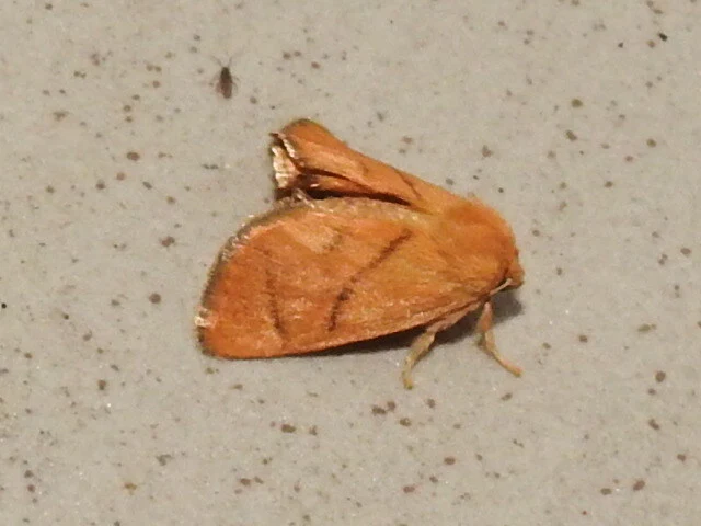 Apoda limacodes - kagylólepke