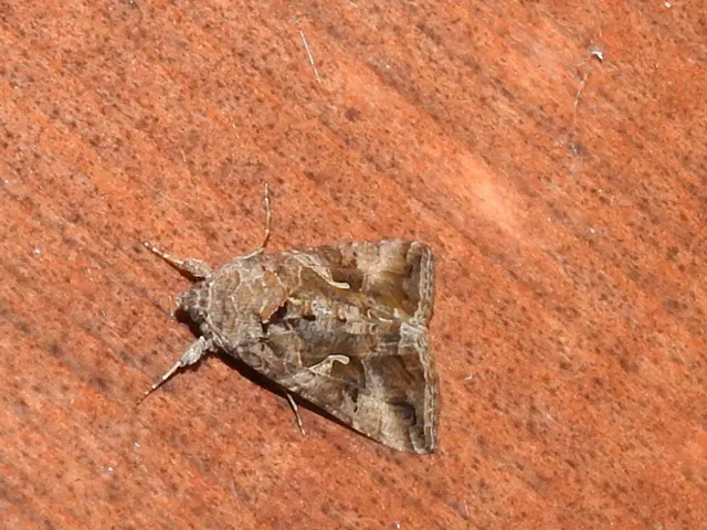 Autographa gamma - gammalepke