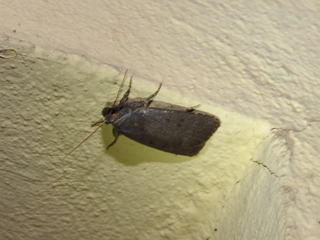 bakszakállbagoly - Amphipyra tragopoginis