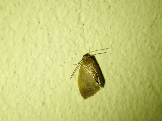 Heterogenea asella - csigalepke