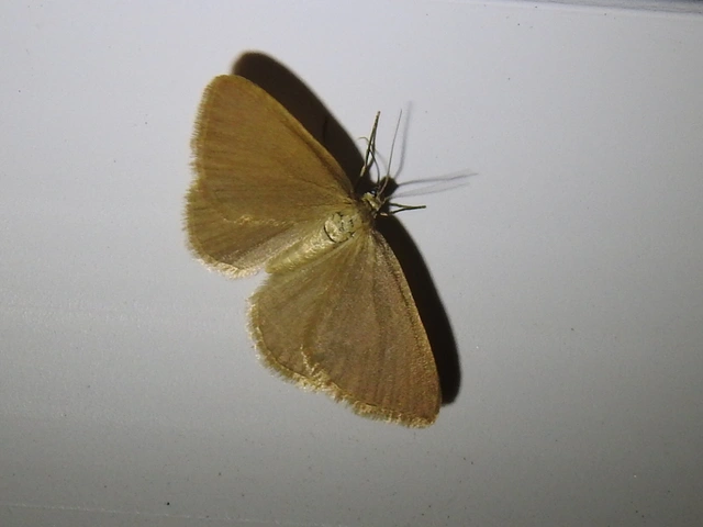 kutyatej-araszoló - Minoa murinata