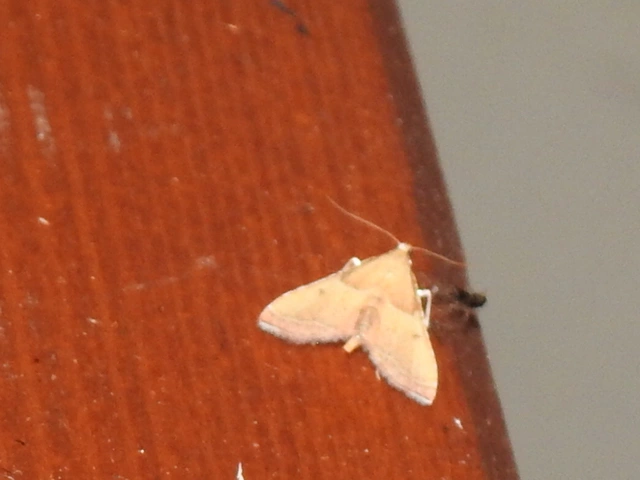 Endotricha flammealis - tüzesszárnyú fényilonca